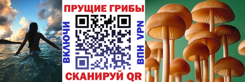 Купить где  Барыш  Галлюциногенные грибы MAGIC MUSHROOMS 